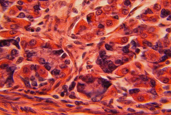 Parede do estômago sob um microscópio Imagens De Bancos De Imagens