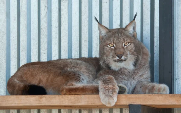 Lynx eurasia — Stok Foto