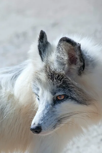 White fox — Stock Fotó