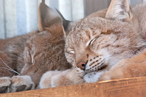 Lynx eurasia yang tertidur — Stok Foto