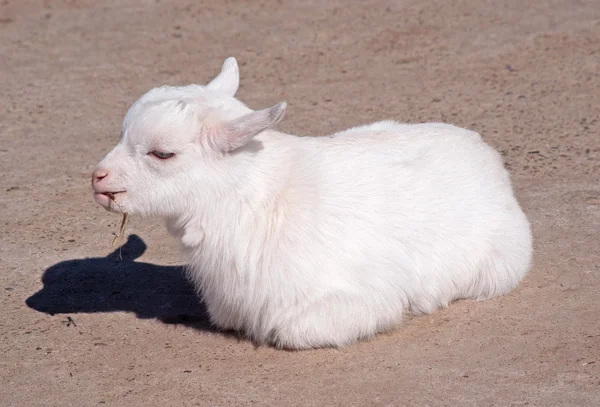 Chico cabra blanca — Foto de Stock