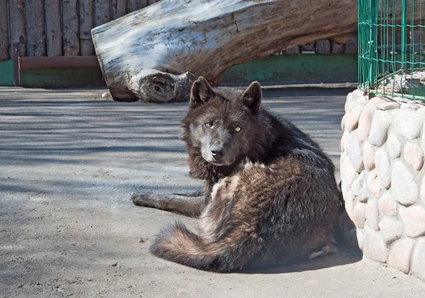 Аляскинський вовк — стокове фото
