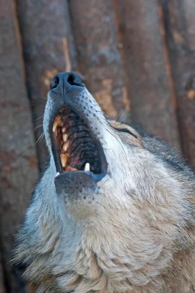 Ходячий волк — стоковое фото
