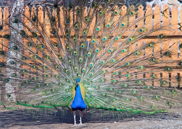 Peacock with flared out tail — Stock Photo, Image