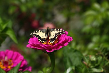 machaon kelebek çiçek zinnia üzerinde