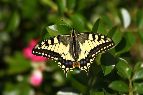 Machaon motýl na květu cínie — Stock fotografie