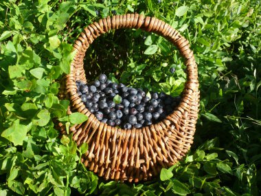 Blueberry harvesting clipart