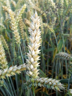 Wheatfield