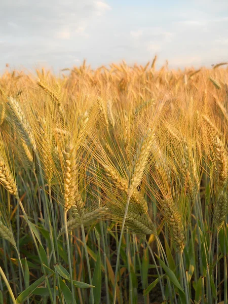 stock image Wheatfield