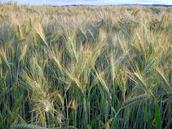 stock image Wheatfield