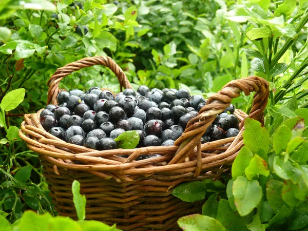 Blaubeeren — Stockfoto