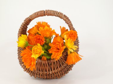 Calendula clipart