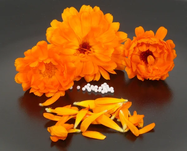 Globüller ve kadife çiçeği — Stok fotoğraf