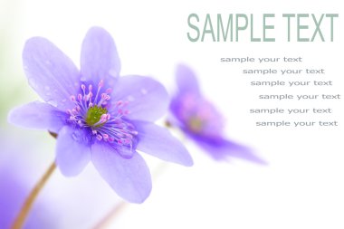 Violet flower clipart