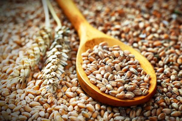 Buğday ve Ekmek — Stok fotoğraf