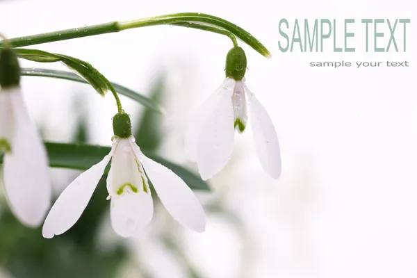 Snowdrop blomma — Stockfoto