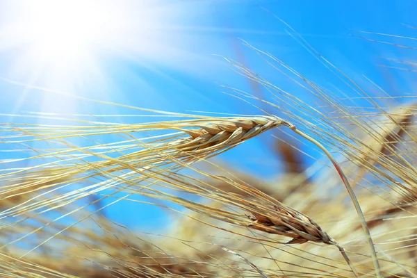 小麦とパン — ストック写真
