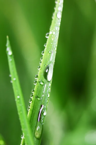 Трава с росой — стоковое фото
