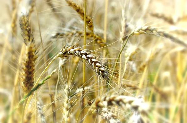 As orelhas de trigo em uma velha prancha de madeira — Fotografia de Stock