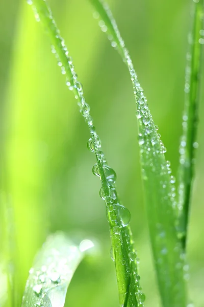 Трава с росой — стоковое фото