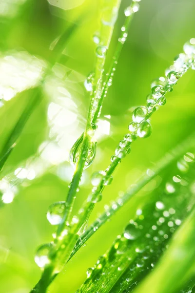 stock image Grass with dew