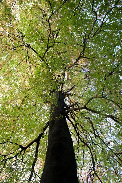 Високий дерева — стокове фото