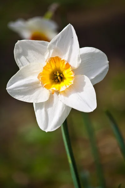 Beyaz çiçek — Stok fotoğraf