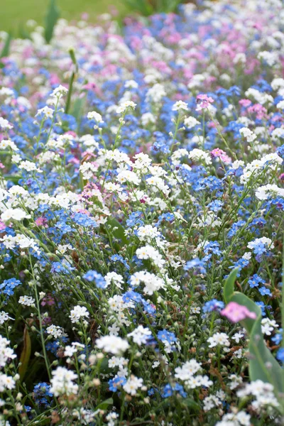 혼합 꽃 — 스톡 사진
