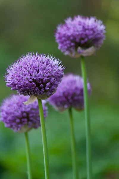Violette Blüte — Stockfoto