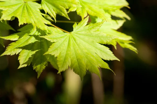 stock image Leaves and shadow