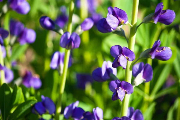 Sininen kukka — kuvapankkivalokuva