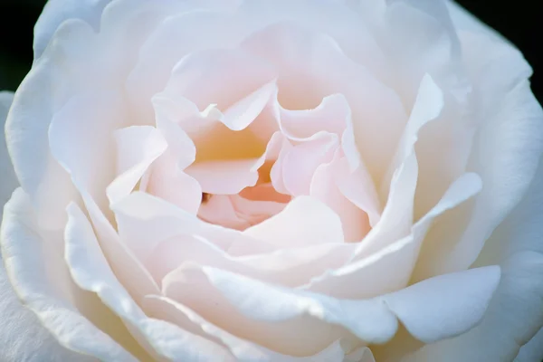 Rose close up — Stock Photo, Image