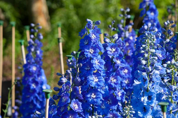 Fiore blu — Foto Stock