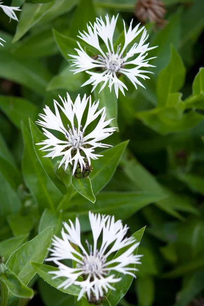 stock image Purple flower