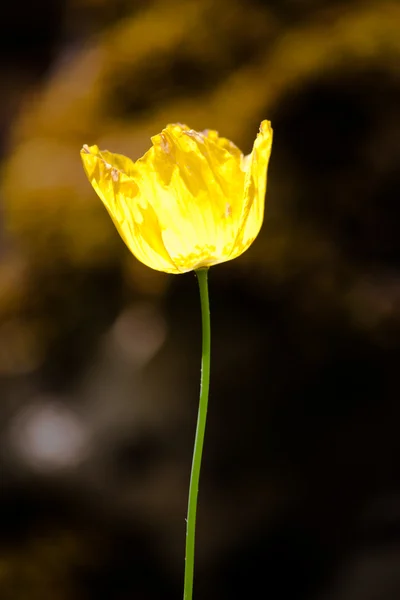 stock image Yellow flower