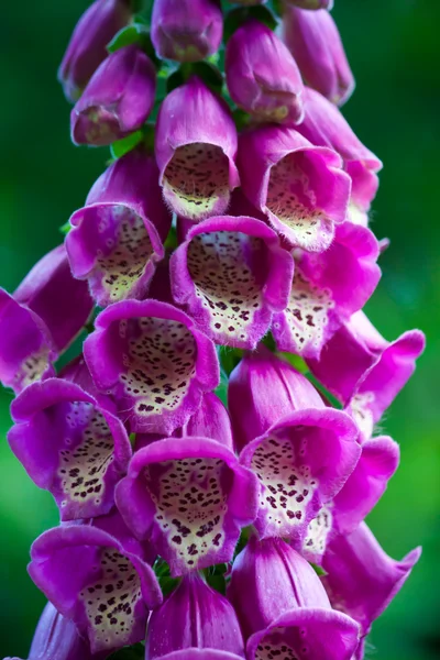 Stock image Purple flower