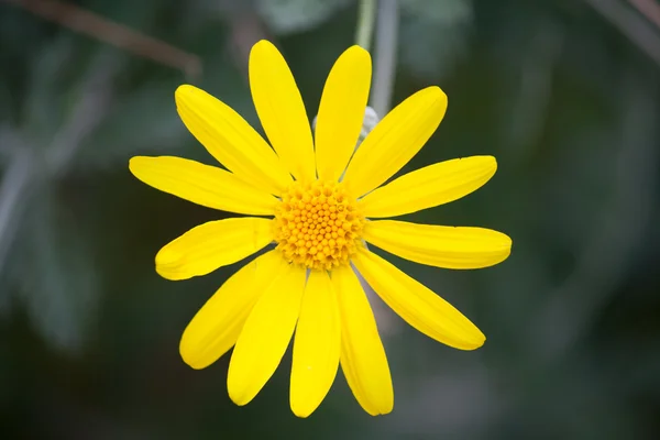 stock image Yellow flower