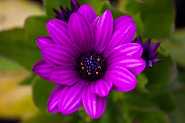 Purple flower — Stock Photo, Image
