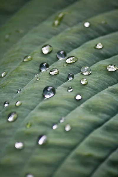 stock image Leaves and water drop