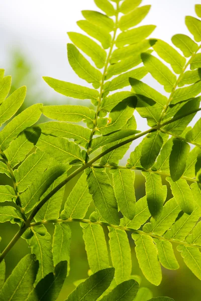 stock image Leaves and shadow