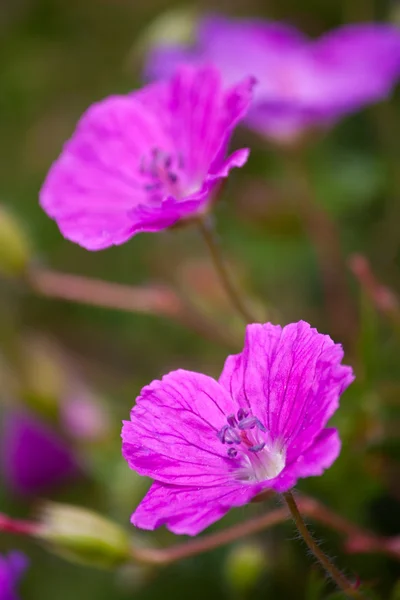 Μωβ λουλούδι — Φωτογραφία Αρχείου