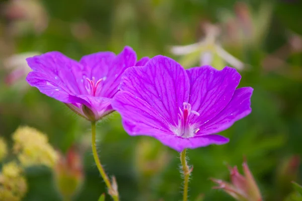 Violetti kukka — kuvapankkivalokuva