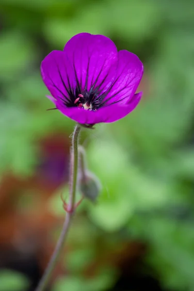 Μωβ λουλούδι — Φωτογραφία Αρχείου