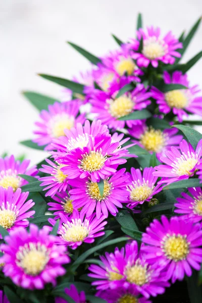 Beauty of flowers — Stock Photo, Image