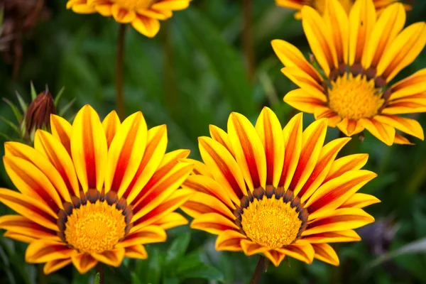 stock image Beauty of flowers