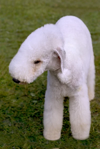 Собака породы Керри Голубой терьер на зеленой траве — стоковое фото