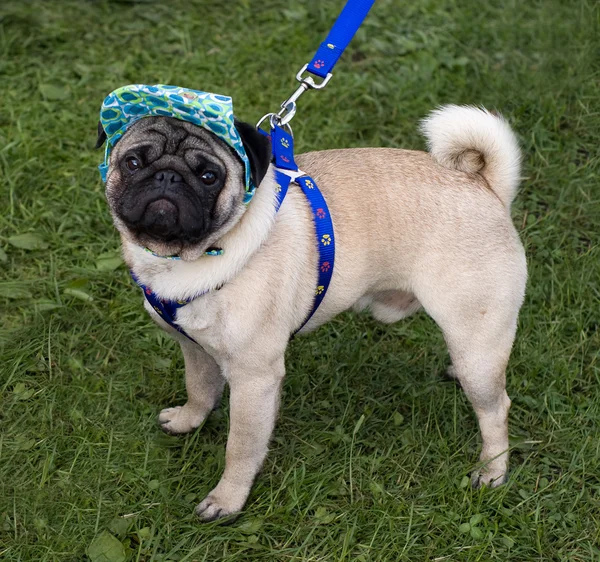 Pug with a cap and blue collar — Stock Photo, Image