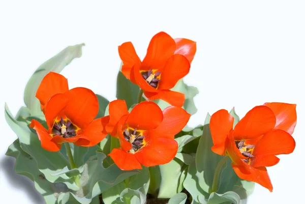 Floração tulipas vermelhas isoladas no branco — Fotografia de Stock