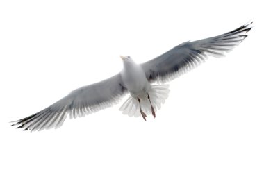 Isolated seagull on the white background clipart