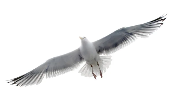 Изолированная чайка на белом фоне — стоковое фото